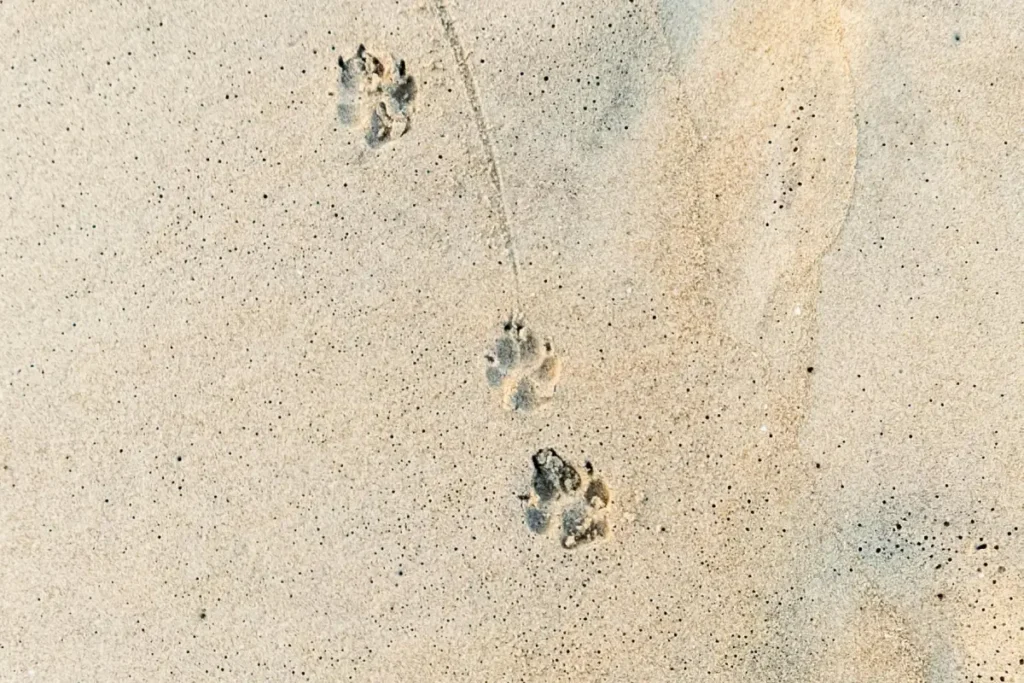 19 Paws Marketing - Paw Prints